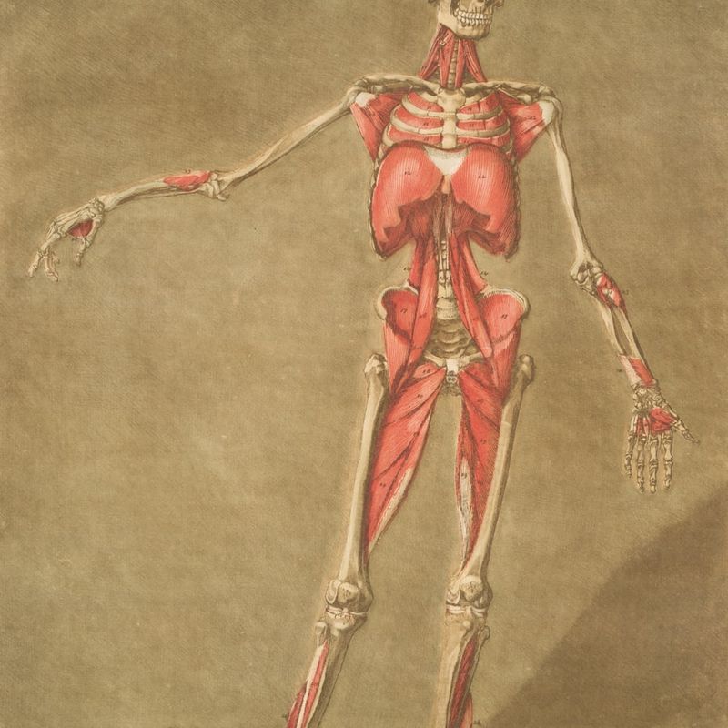 Neuroanatomie cover